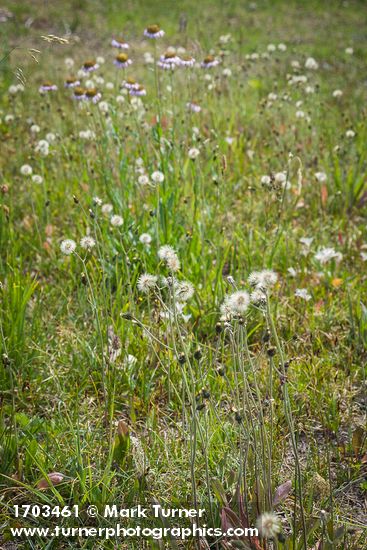 Hieracium triste