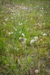 Slender Hawkweed in seed