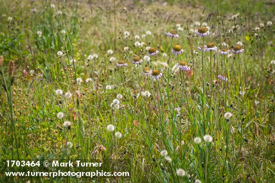 Hieracium triste; Erigeron glacialis