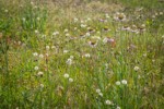 Slender Hawkweed in seed w/ fading Wandering Daisies