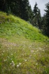 Slender Hawkweed in seed w/ fading Wandering Daisies in subalpine meadow