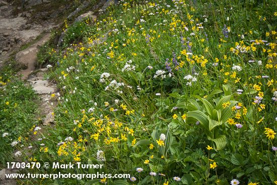 Arnica latifolia; Veratrum viride; Valeriana sitchensis; Bistorta bistortoides; Lupinus latifolius