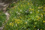Mountain Arnica, Green Corn Lilies, Sitka Valerian, American Bistort, Broadleaf Lupines frame trail