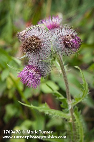 Cirsium edule