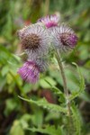 Edible Thistle