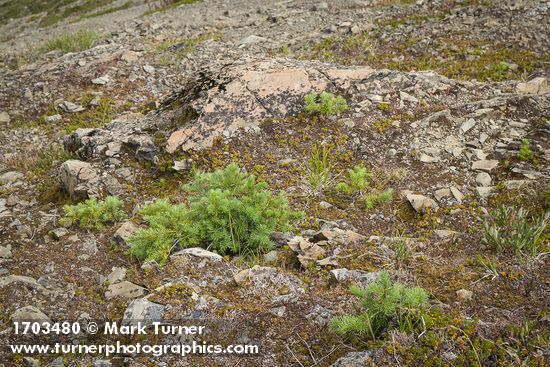 Abies lasiocarpa