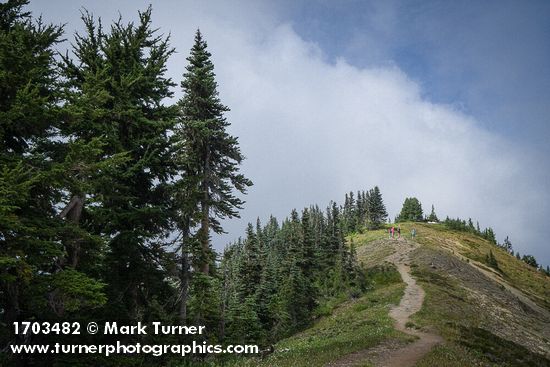 Abies lasiocarpa