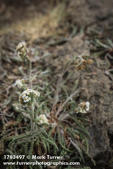 Achillea millefolium