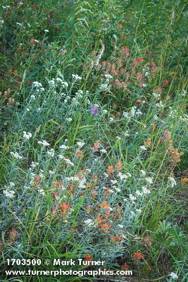 Castilleja miniata; Anaphalis margaritacea