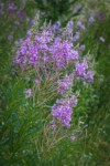 Fireweed