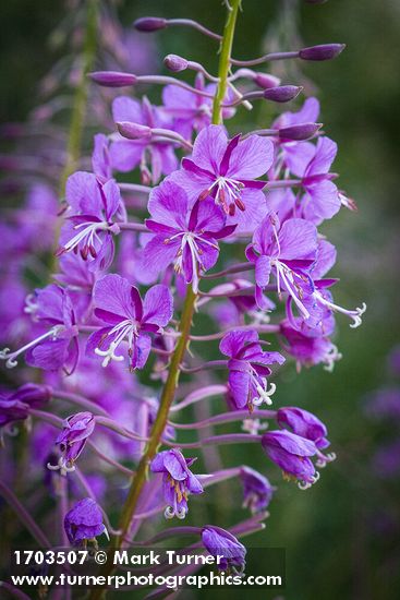 Chamaenerion angustifolium