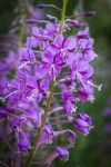 Fireweed blossoms