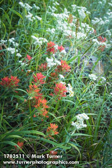 Castilleja miniata; Anaphalis margaritacea