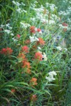 Giant Red Paintbrush & Pearly Everlasting