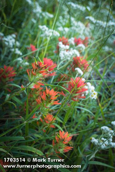 Castilleja miniata; Anaphalis margaritacea