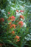 Giant Red Paintbrush & Pearly Everlasting