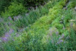 Fireweed on disturbed slope