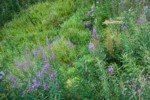 Fireweed on disturbed slope