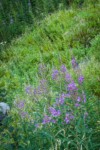 Fireweed on disturbed slope