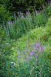 Fireweed on disturbed slope