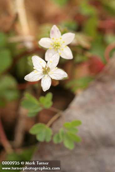 Enemion stipitatum (Isopyrum stipitatum)