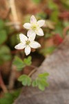 Siskiyou False Rue-Anemone