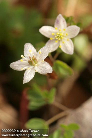 Enemion stipitatum (Isopyrum stipitatum)