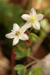 Siskiyou False Rue-Anemone