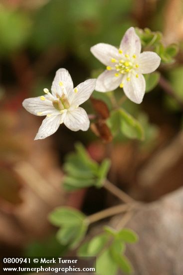 Enemion stipitatum (Isopyrum stipitatum)