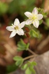 Siskiyou False Rue-Anemone