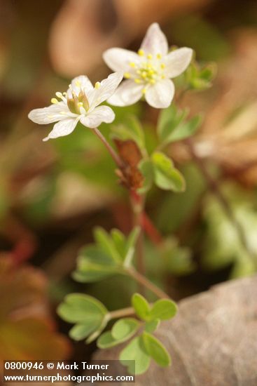 Enemion stipitatum (Isopyrum stipitatum)