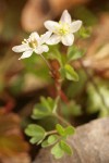 Siskiyou False Rue-Anemone