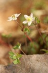 Siskiyou False Rue-Anemone