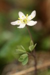 Siskiyou False Rue-Anemone