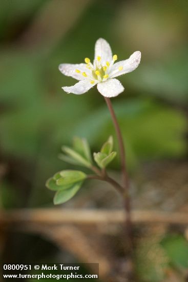 Enemion stipitatum (Isopyrum stipitatum)