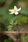 Siskiyou False Rue-Anemone