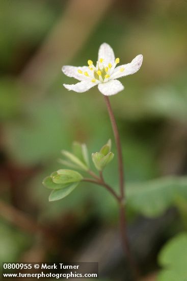 Enemion stipitatum (Isopyrum stipitatum)