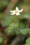 Siskiyou False Rue-Anemone