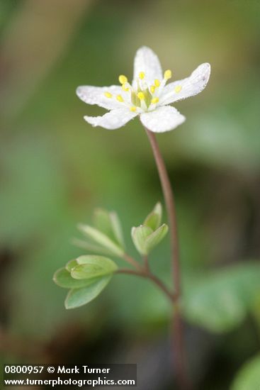 Enemion stipitatum (Isopyrum stipitatum)