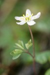 Siskiyou False Rue-Anemone