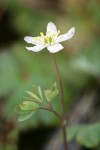 Siskiyou False Rue-Anemone