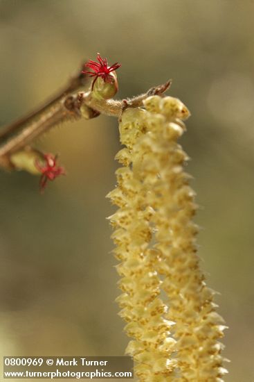 Corylus avellana