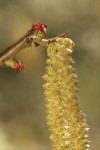 Common Hazelnut male & female blossoms detail, backlit