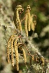 Common Hazelnut male catkins