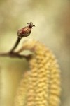 Common Hazelnut female blossom detail