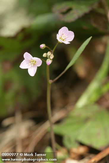 Cardamine nuttallii var. nuttallii (C. pulcherrima)