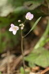 Oaks Toothwort