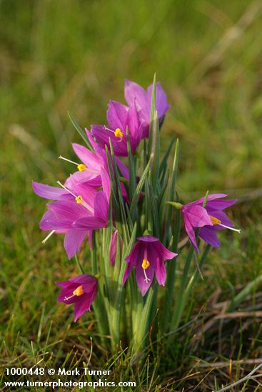 Olsynium douglasii