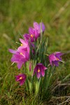 Dense clump of Grass Widows