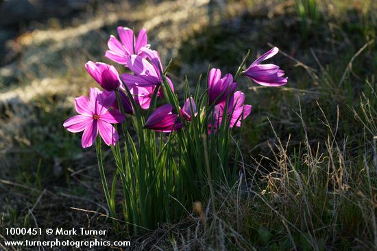 Olsynium douglasii